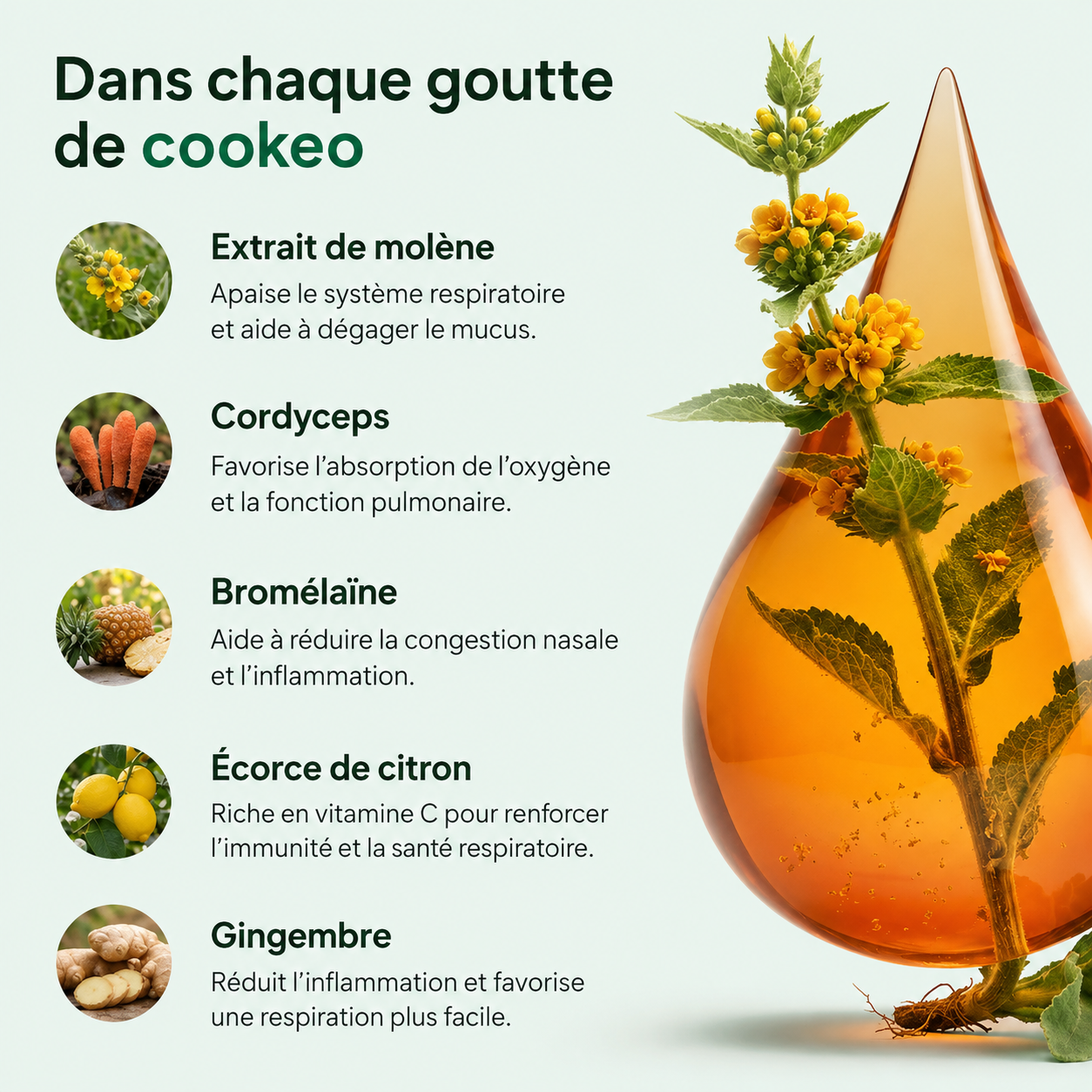 Cookeo Molène Sauvage